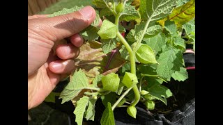 Growing Ground Cherry Is Very Easy [upl. by Moreen]