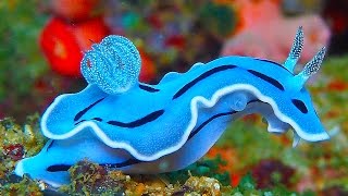 19 INCREDIBLY Colorful Sea Creatures [upl. by Areemas]