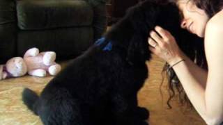 Baby Newfie Meets His New Family [upl. by Ietta]