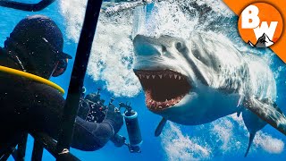 Entering Kill Zone with Great White Sharks [upl. by Eelanna855]