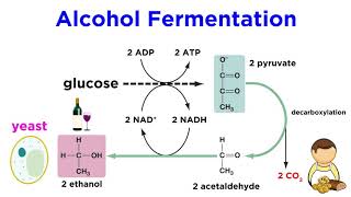 Anaerobic Respiration and Fermentation [upl. by Harias]