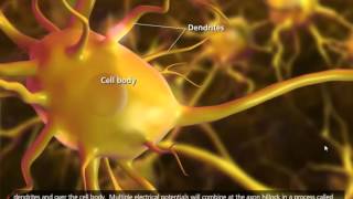 Nerve Impulse Mechanism 3D Animation [upl. by Novak]