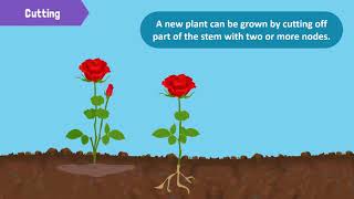 Types of Reproduction in Plants [upl. by Cloris404]