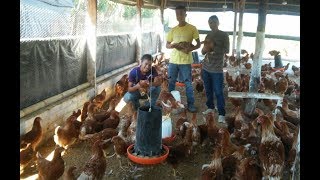 JÓVENES DE TACUBA EMPRENDEN NEGOCIO DE GALLINAS PONEDORAS [upl. by Aicenet751]