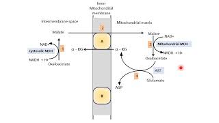 Malate Aspartate Shuttle  Biological Oxidation  Electron Transport Chain ETC  Biochemistry [upl. by Euqinimod]