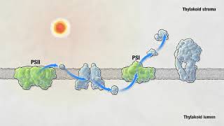 Photosynthesis  HHMI BioInteractive Video [upl. by Mir]