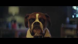 John Lewis Christmas Ad 2016 with Buster The Boxer Dog [upl. by Nueoht375]