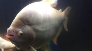 Giant Albino Pacu Fish Profile [upl. by Landon]