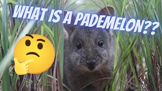 WHAT IS A PADEMELON [upl. by Clotilde]