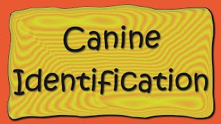 Canine Identification Permanent tooth Identification [upl. by Jelena]