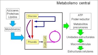 Metabolismo microbiano 02 Introducción Metabolismo central [upl. by Gustaf247]