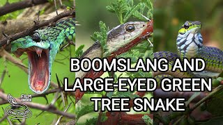 Deadly Boomslang of Africa  the most venomous rearfanged snake and Largeeyed Green Tree Snake [upl. by Cleary]