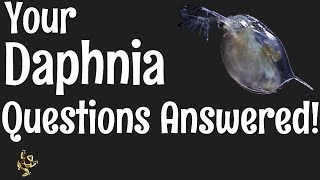 Daphnia Questions Answered [upl. by Bertram552]