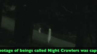 Night Crawler Mystery Solved [upl. by Heffron]