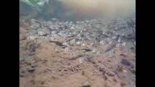 Corydoras in the Amazon [upl. by Khai]