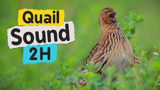 Quail Sound 2 Hours High Resolution [upl. by Odrick]