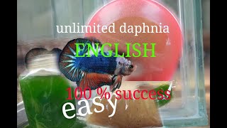 daphnia moina culture Easy way Unlimited production English  with sub Green water Chlorella [upl. by Ariec]