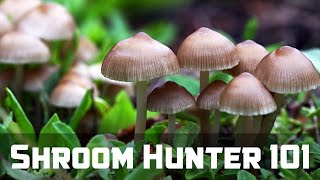 ShroomHunter 101 Identify Wild Magic Mushrooms Psilocybin [upl. by Auot846]