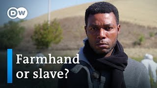 Slaves in Italy  DW Documentary [upl. by Markman]