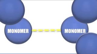 Monomers vs Polymers  Biology Tutorial [upl. by Wadsworth]