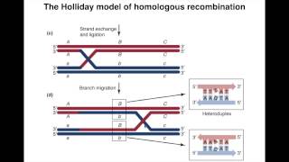 Homologous Recombination I [upl. by Jack]