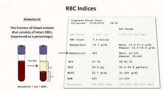 Neutrophil Phagocytosis  White Blood Cell vs Staphylococcus Aureus Bacteria [upl. by Rombert]