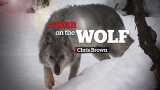 Wolf cull in BC  A War on the Wolf [upl. by Medeah]