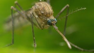 Mosquito Life Cycle  UHD 4K [upl. by Tatianna202]