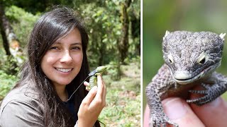 Protecting the rediscovered Abronia campbelli  Mónica  FFN Award Winner 2021 [upl. by Aileek]