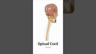 Spinal cord Anatomy  3D  Neuroanatomy [upl. by Sirdi771]