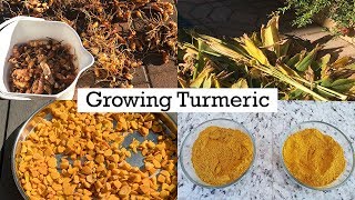 Turmeric  Growing Planting amp Care  A Complete Guide On How To Grow Turmeric In Your Garden [upl. by Rheinlander]