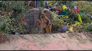 Monkey Mating at Monkey Temple in Kathmandu Nepal [upl. by Carlye405]