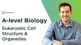 Eukaryotic Cell Structure amp Organelles  Alevel Biology  OCR AQA Edexcel [upl. by Kravits]