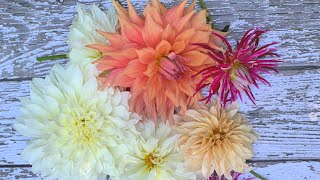 Grow Dahlias in Pots [upl. by Mellman]