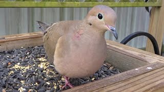 Mourning Doves Feeding Up Close [upl. by Narmis895]