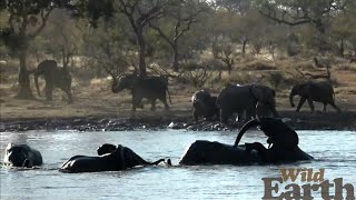 Elephant Pool Party [upl. by Armahs]