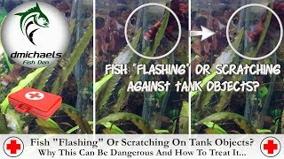 Fish quotFlashingquot Or Rubbing Against Tank Objects The Cause The Danger And How To Treat It [upl. by Tobe482]