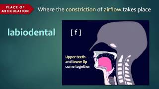 Introduction to Articulatory Phonetics Consonants [upl. by Caprice]