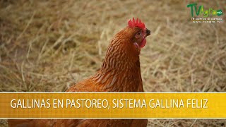 Gallinas en Pastoreo Sistema Gallina Feliz TvAgro por Juan Gonzalo Angel Restrepo [upl. by Derry]