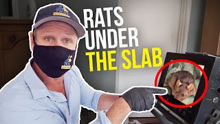 RATS coming in UNDER A SLAB FOUNDATION How to REMOVE Rats QUICKLY Twin Plumbing [upl. by Mcfadden506]