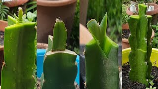 Grafting dragon fruit plant  Dragon fruit graft for beginners [upl. by Spiegelman378]