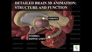 Human Neuroanatomy Detailed Brain 3D Animation  Structure and Function [upl. by Lomax]