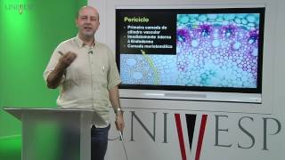 Morfologia Vegetal  Aula 11  Raiz  Anatomia [upl. by Sally]