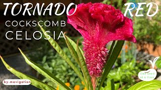 How to Grow Tornado Red Celosia Cockscomb [upl. by Isa]