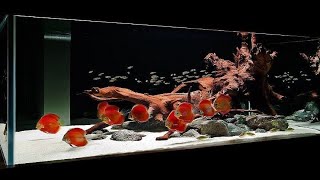 Top 8 Gorgeous Discus Fish Tank  Beautiful Discus Landscape [upl. by Iaoh247]