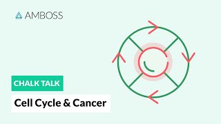 Cell Cycle and Cancer Phases Hallmarks and Development [upl. by Magdala]