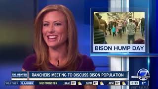 News Anchor Cant Stop Laughing At Bison Story [upl. by Anaz431]