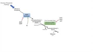 Purine Synthesis and Salvage Pathway [upl. by Ponzo]