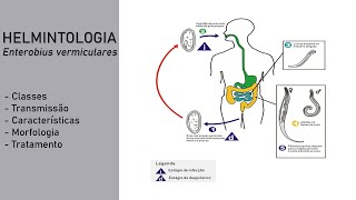 Helmintologia  Enterobius vermiculares Oxiúros [upl. by Popelka]