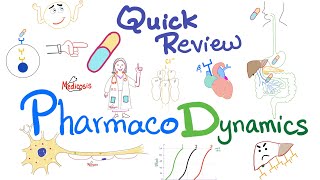 Pharmacodynamics  What the med does to your body  Quick Review  Pharmacology Lectures [upl. by Leksehc883]